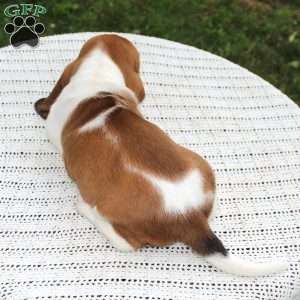 Molly, Basset Hound Puppy